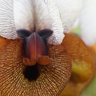 Iris iberica